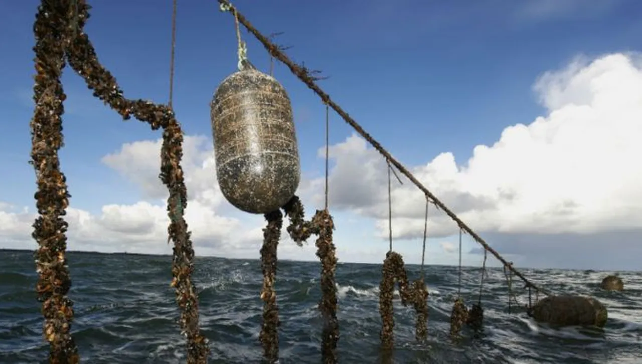 Иновативна ферма за отглеждане на черни миди се оказа просто пясък