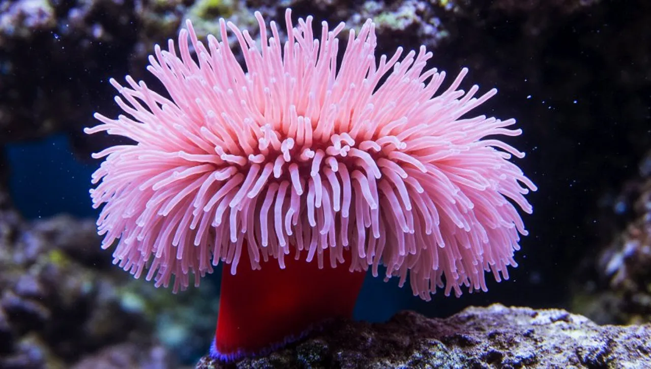 Скритата тайна на вечния живот: Морско създание ли е ключът към безсмъртието?