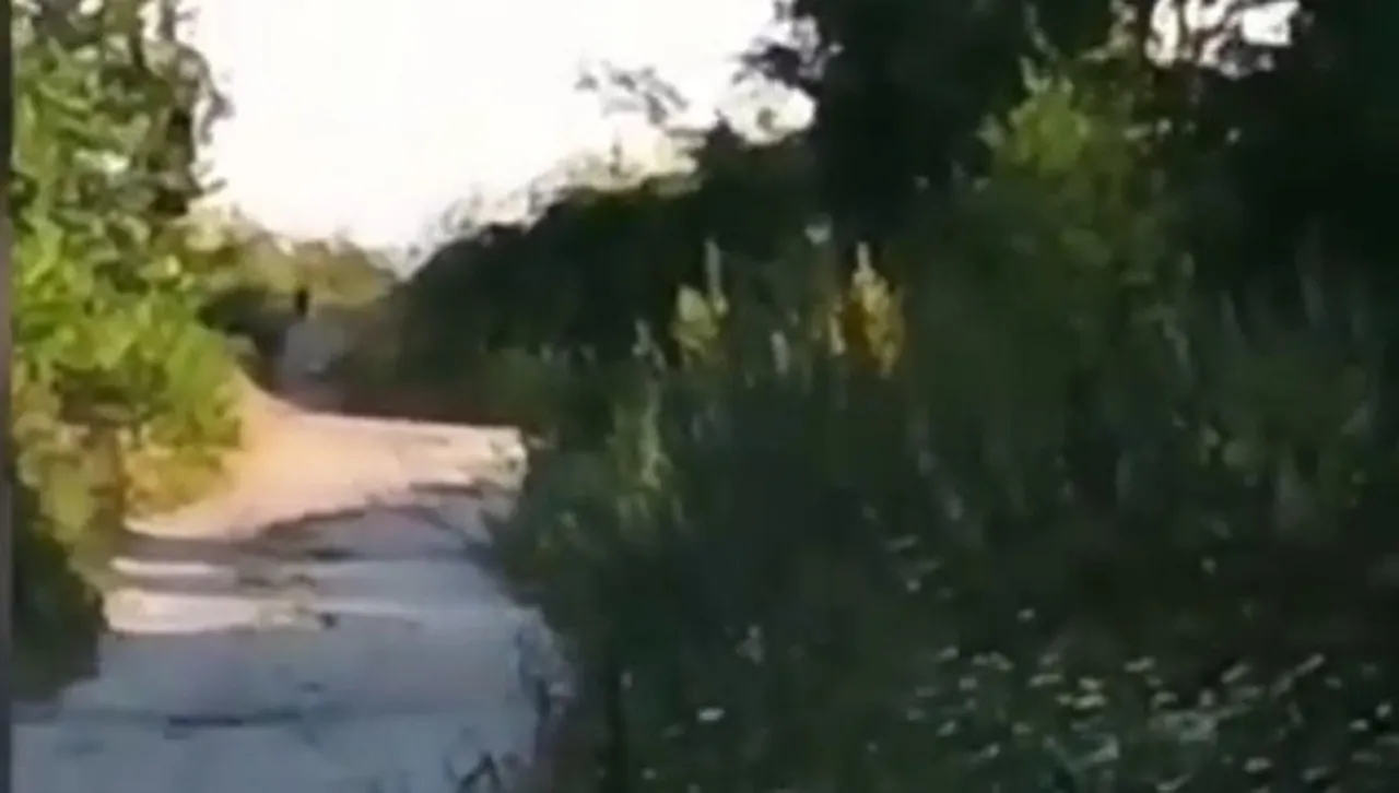 По следите на черната пантера: Видяна е този път край Ловеч