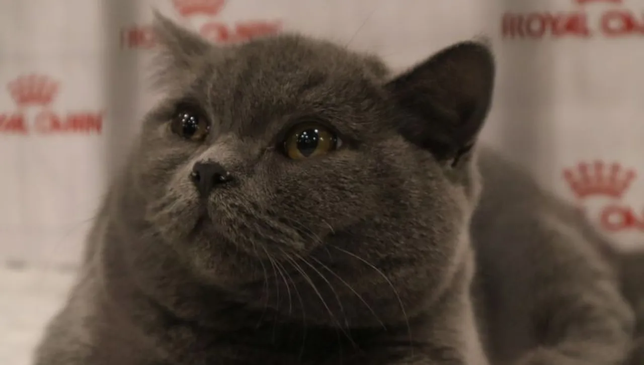 Котки и кучета навсякъде: Смятат да ограничат броя на домашните любимци за домакинство