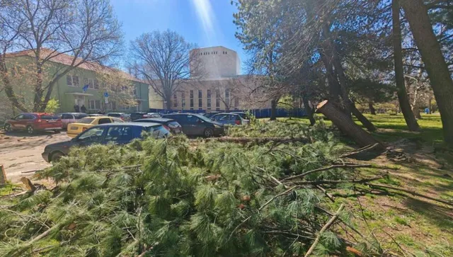 Жълт код за силен вятър: В София паднаха дървета върху коли