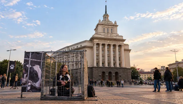 200 души ще се затворят в клетка до Народното събрание!  Протестират заради телетата