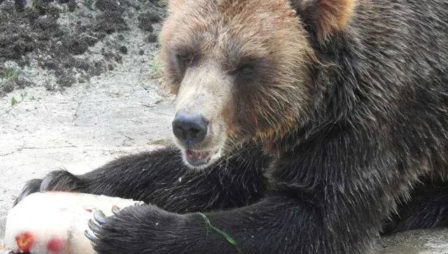 В Калифорния черни мечки нахлуват в градовете, хората се опитват да живеят с тях