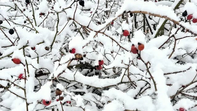 Очаква ни дъжд с гръмотевици и вятър, а на север по-късно и сняг