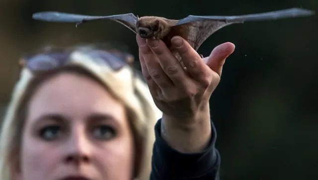 Азия е разтревожена: Нараства броят на болните от смъртоносния вирус Нипа, идващ от прилепи