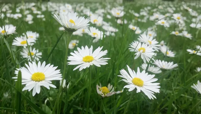 Слънце и облаци, по-облачно над планините, с лек полъх от юг