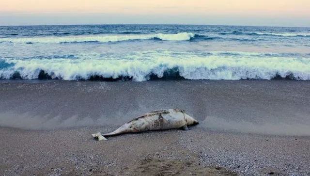 Катастрофата в Черно море: Мъртви делфини, експлозии и отровена вода 