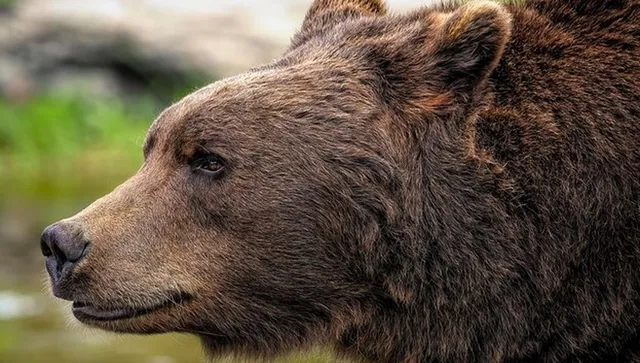 Хванаха втора мечка в село Гьоврен през нощта