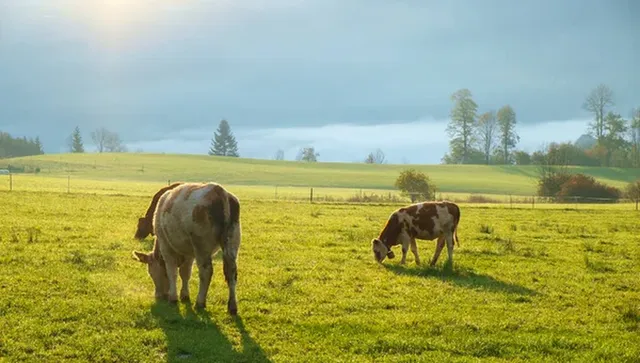 БАБХ издирва 321 „виртуални“ животни от ферми в Смолянско