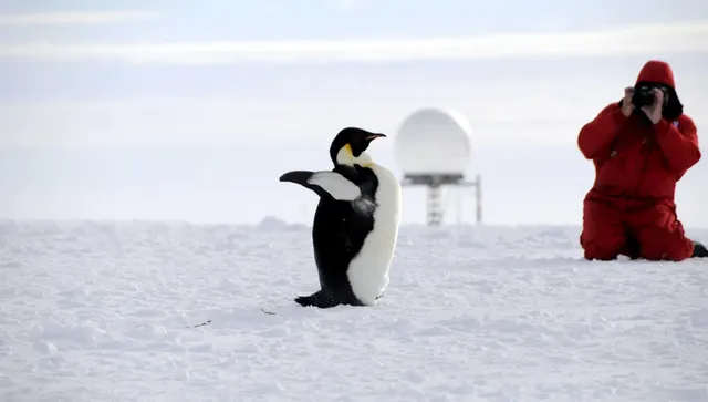 Топенето на леда е фатално за императорските пингвини: не могат да сменят перата 
