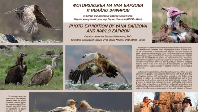 Откриха фотоизложба „Лешояди от Европа и Африка“: Индикатори за чиста околна среда