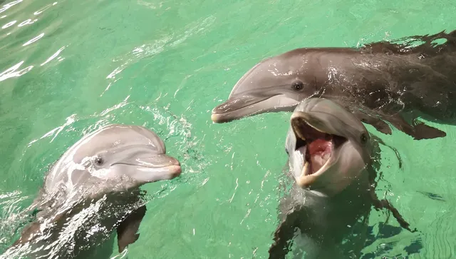 България ще пази с брошури делфини, морски свине и афала
