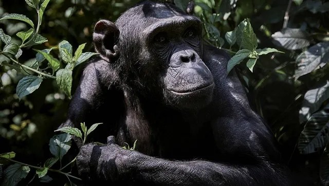 В Уганда тече "гражданска война" между 2 клана на шимпанзета