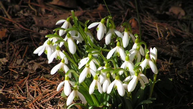 Пролетта плахо пристъпва: Слънчева събота, термометрите ще скочат до 18°