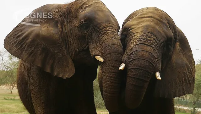 WSJ: План за спасяване на слонове доведе до бум на туристи, но и много загинали