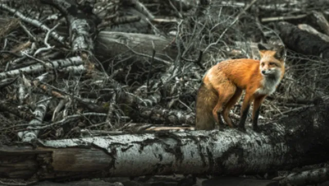 WWF: Щетите от горските пожари у нас се увеличиха 8 пъти за периода 2011–2025 г.