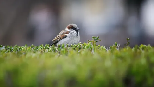 Мрачна и дъждовна събота, температурите тръгват нагоре
