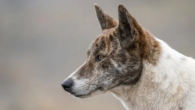 Хибридите на бъдещето: Как хората пренаписват еволюцията