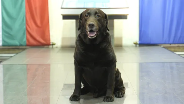 Връчиха отличие „Пожарникар на годината“ на кучето Гари и собственика му