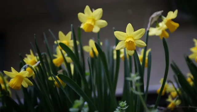 Облачно със слаби дъждове на юг, снеговалежи - само високо в планините