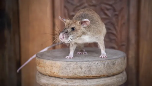 И плъховете може да са добри: Издигнаха паметник на плъх-сапьор 