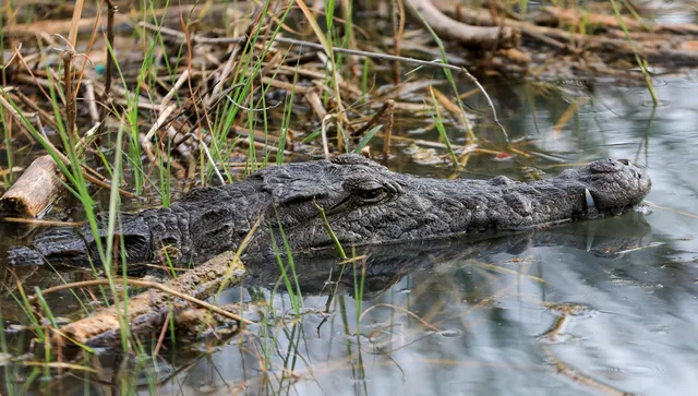 Шотландец постави нов рекорд за плуване в река Орд, гъмжаща от крокодили