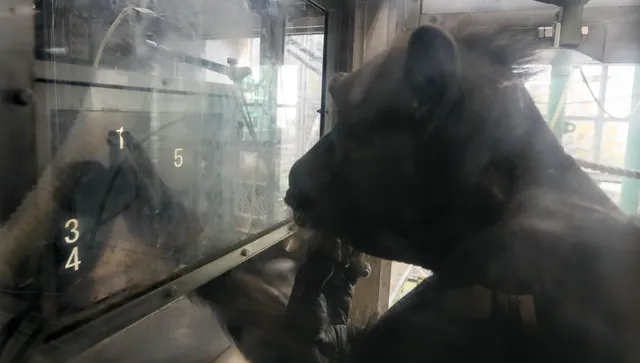 Гениалното шимпанзе Ай почина в Япония на 49-годишна възраст