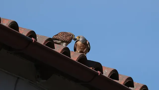 Първата белошипа ветрушка прелетя от Африка до нас: Този застрашен сокол е под специални грижи