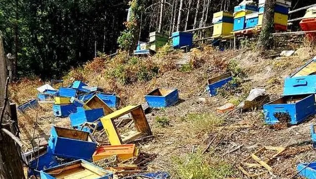 Мечка опустоши пчелин край Асеновград, изяде 150 килограма мед
