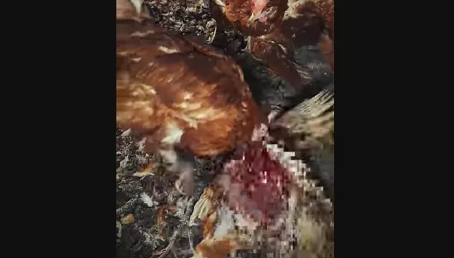 След шокиращи кадри прокуратурата подхваща "Ферма от Ада" (Видео)