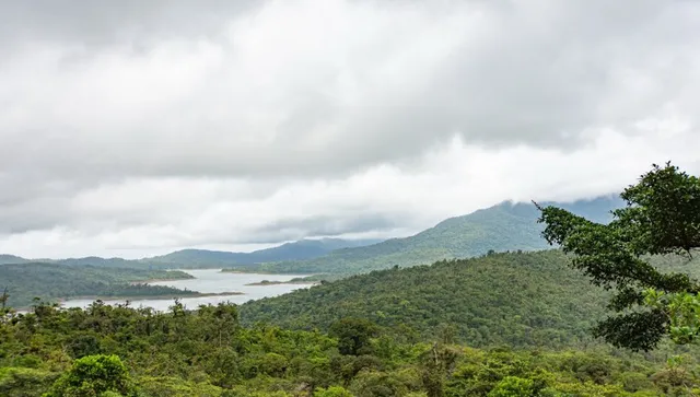 Загубихме 36% по-малко тропически гори през 2025 г отколкото през 2024 г.