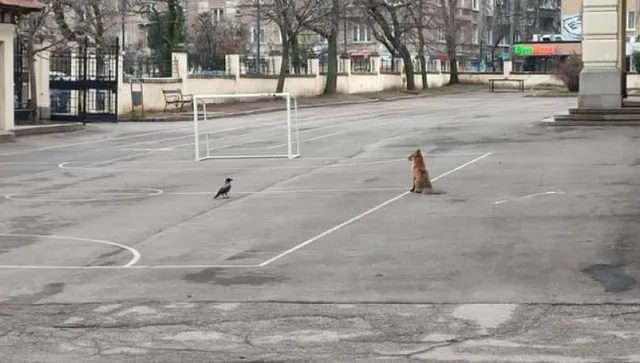 Любопитен гост: Лисица се разходи в двора на столично училище