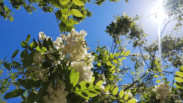 Повече слънце днес и пролетни температури