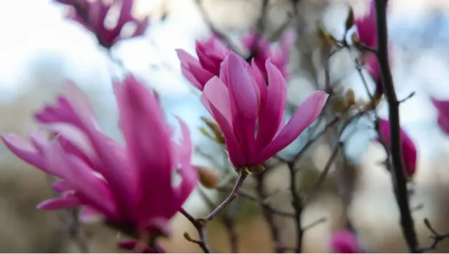 Слънцето ни се усмихва на Цветница, термометрите скачат до 20 градуса