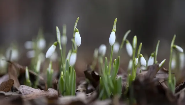 През следващите дни температурите достигат 15° - 16°