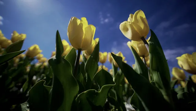 Слънчев неделен ден, със сутрешни мъгли на изток
