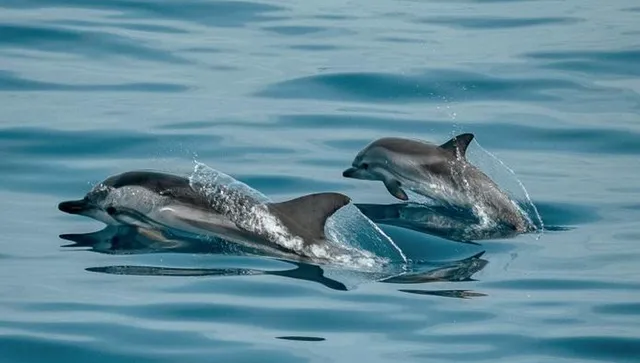 9-те мъртви китоподобни и многото буревестници край Шабла са загинали от мрежи